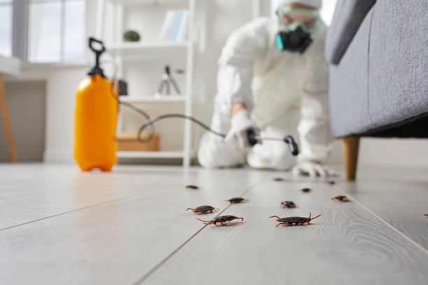 Affordable Cockroach Control solutions in Salida del Sol Estates, TX